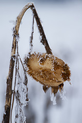  verwelkte Sonnenblume