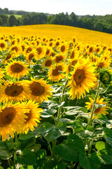 Frisches Sonnenblumen