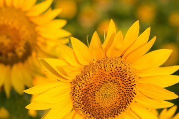 Obraz premium Golden summer sunflower in the sun