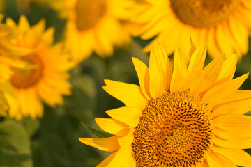 Golden summer sunflower in the sun