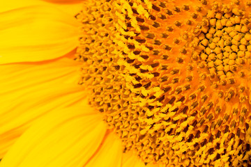 Golden summer sunflower in the sun