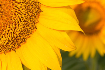 Golden summer sunflower in the sun
