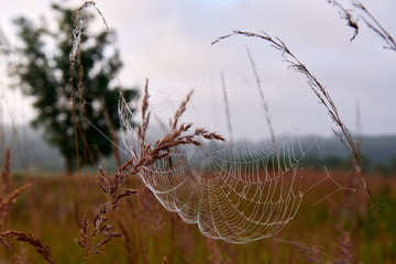 Gossamer early in the morning.