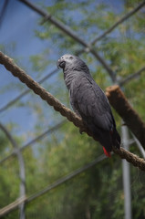 Parrot