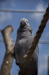 Parrot