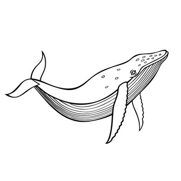 whale1/Wector illustration with whale. 