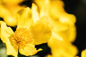 Spring yellow flowers on blurred macro background. Spring or summer border template with copy space. Romantic greeting card. Blooming flowers on sunny day. Flowering springtime. Spring background