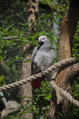 Parrot