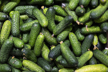 Cucumbers background texture