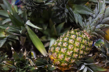 Fototapeta premium Pineapple background texture