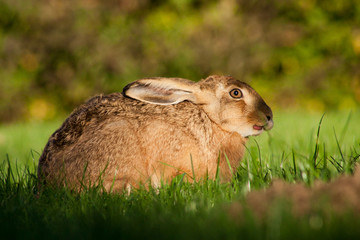 Feldhase in freier Natur im Feld. Hase Nahaufnahme