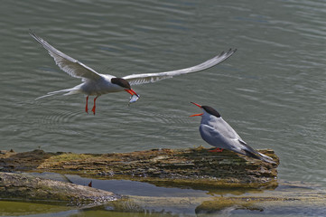 offrande entre sternes pierregarin
