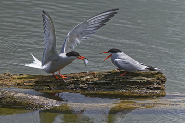 offrande entre sternes pierregarin