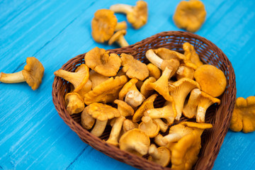 Edible Mushrooms chanterelles in a wicker basket on a blue bright background