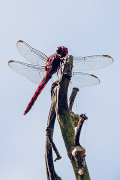 Dragonfly
