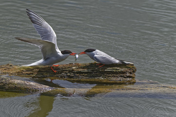 offrande entre sternes pierregarin
