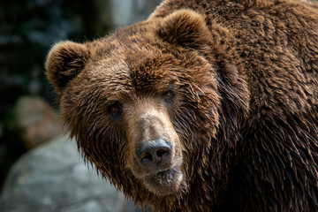 Naklejka na ściany i meble Kamchatka Brown bear (Ursus arctos beringianus). Brown fur coat, danger and aggresive animal. Big mammal from Russia.