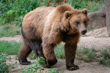 Obraz na płótnie Canvas Kamchatka Brown bear (Ursus arctos beringianus). Brown fur coat, danger and aggresive animal. Big mammal from Russia.