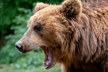 Fototapeta na wymiar Bear with open muzzle. Portrait of brown kamchatka bear (Ursus arctos beringianus). Detail face portrait of dangerous animal from Russia.