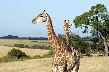 Afrika Garden Route