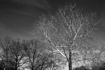white tree in winter / autumn