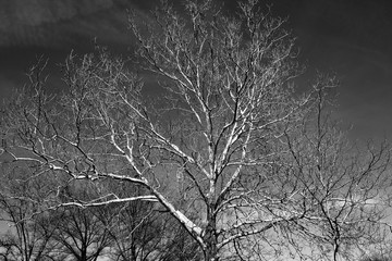 White tree in winter
