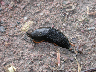 Macro Blossoms and Leaves, Gardens in Mittweida, Deutschland