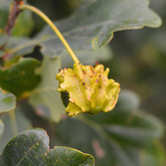 Andricus quercuscalicis gall