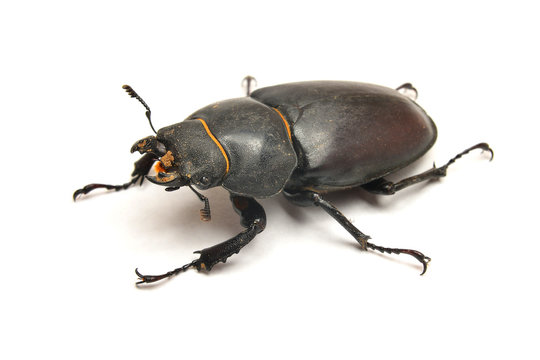 Stag beetle lucanus cervus, female