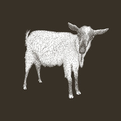 Hand drawn vector illustration of goat