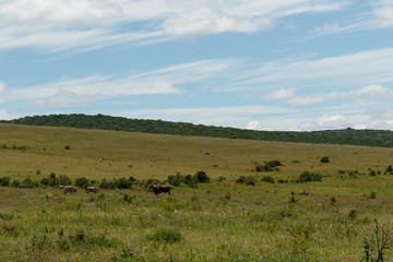 Open field with wild animals