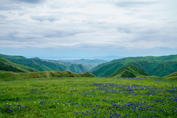 Fototapeta na wymiar Blooming field. The hills. Grass.