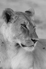 kalahari Lioness Frame 3 