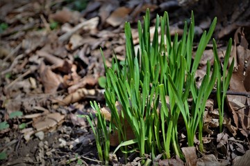 spring first sign