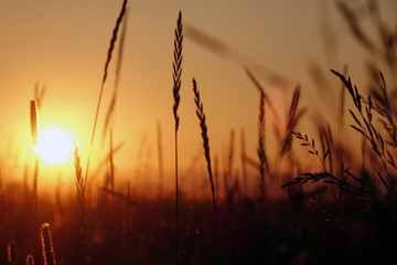 Sunset in the field, beautiful bright color.