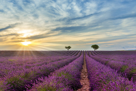 Fototapeta Crépuscule dans un Champ de lavande à Valensole en Provence, France