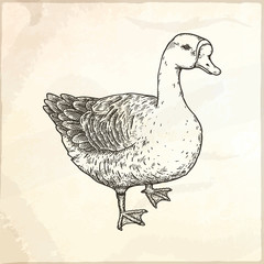 Hand drawn vector illustration of goose.