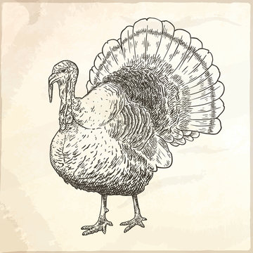 Hand drawn vector illustration of turkey.