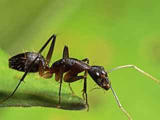Macro Photo of Ant on Green Leaf Isolated on Blurry Background