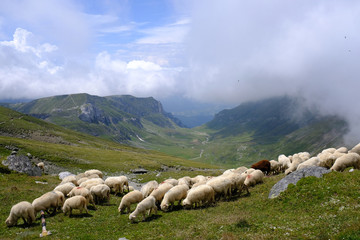 Rumunia, Góry Bucegi - stado owiec i pies pasterski na szczycie Omul  - obrazy, fototapety, plakaty