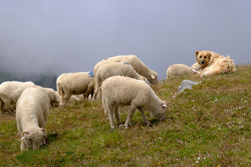 Obraz na płótnie Canvas Rumunia, Góry Bucegi - stado owiec w górach na szczycie Omul