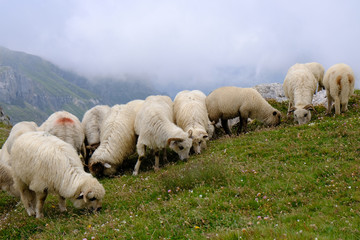 Rumunia, Góry Bucegi - stado owiec na szczycie Omul  © Iwona