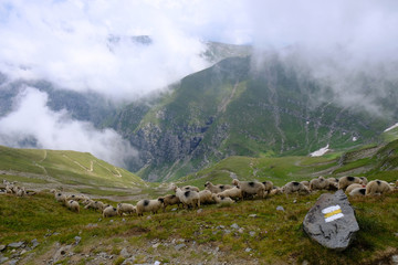 Rumunia, Góry Bucegi - stado owiec w okolicach szczytu Omul  © Iwona