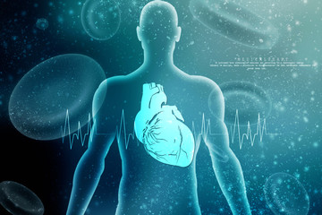 2d illustration  Anatomy of Human Heart 