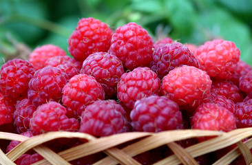 raspberry fresh juicy lays in the basket