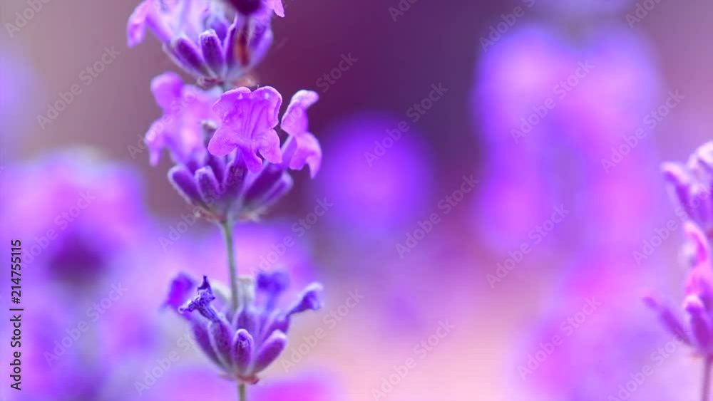 Poster Honey bee working on blooming lavender flowers closeup. Honeybee macro shot. Slow motion 240 fps. 3840X2160 4K UHD video footage