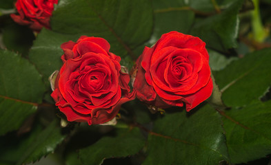 background. a pair of beautiful red roses against a background of green leaves. mothers Day. Valentine's Day. new Year. Christmas.