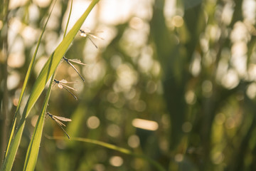 Dragonflies on a leaf