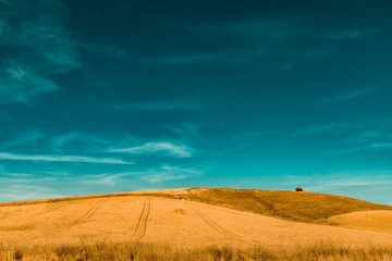 Fototapeta na wymiar Yellow field with a tree under blue sky