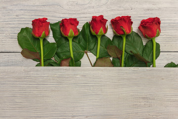 Fototapeta na wymiar background. beautiful red roses on a white background. mothers Day. Valentine's Day. new Year. Christmas.